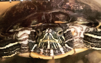 The Benefits of Reading to Pets (Introducing the Turtle Reading Program)
