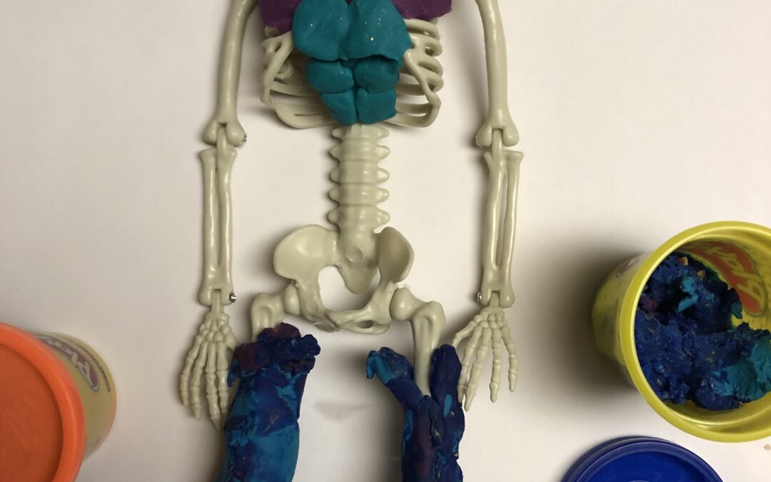 Spooky Science: Halloween Skeleton Anatomy