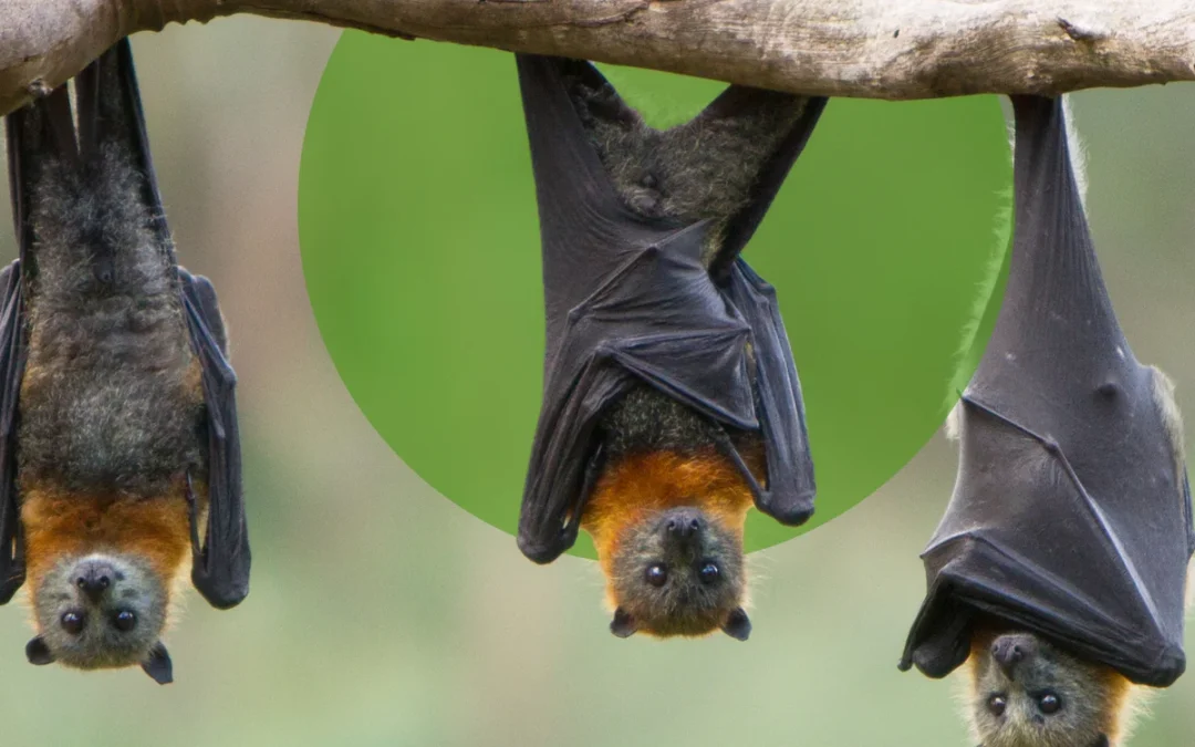 All About Bats