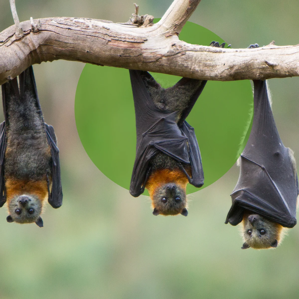 Bats